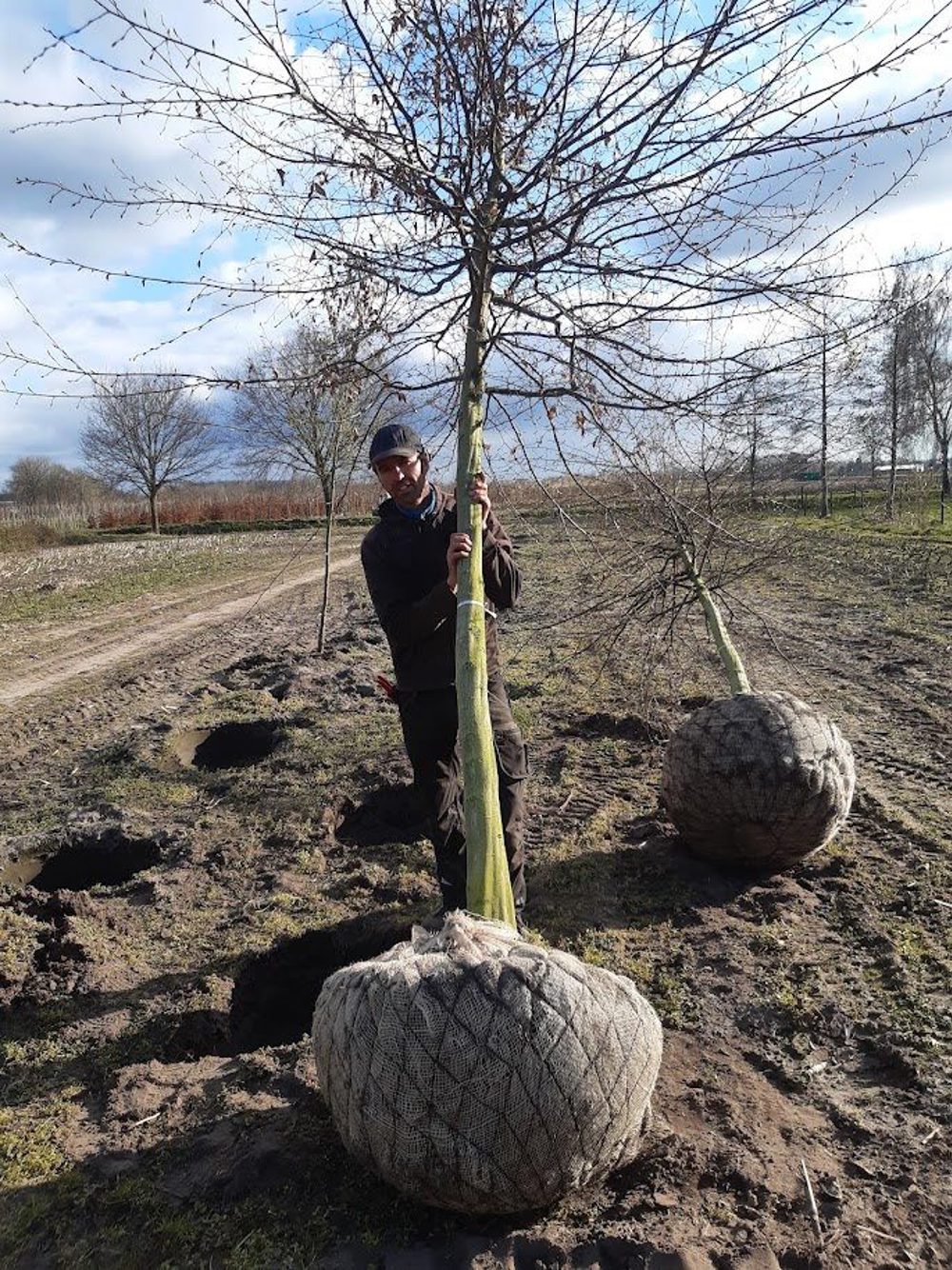 Kluit in jute en draadkorf