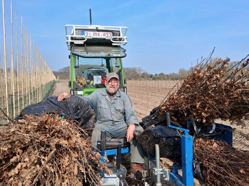 Eiken rooien, in het plantseizoen.