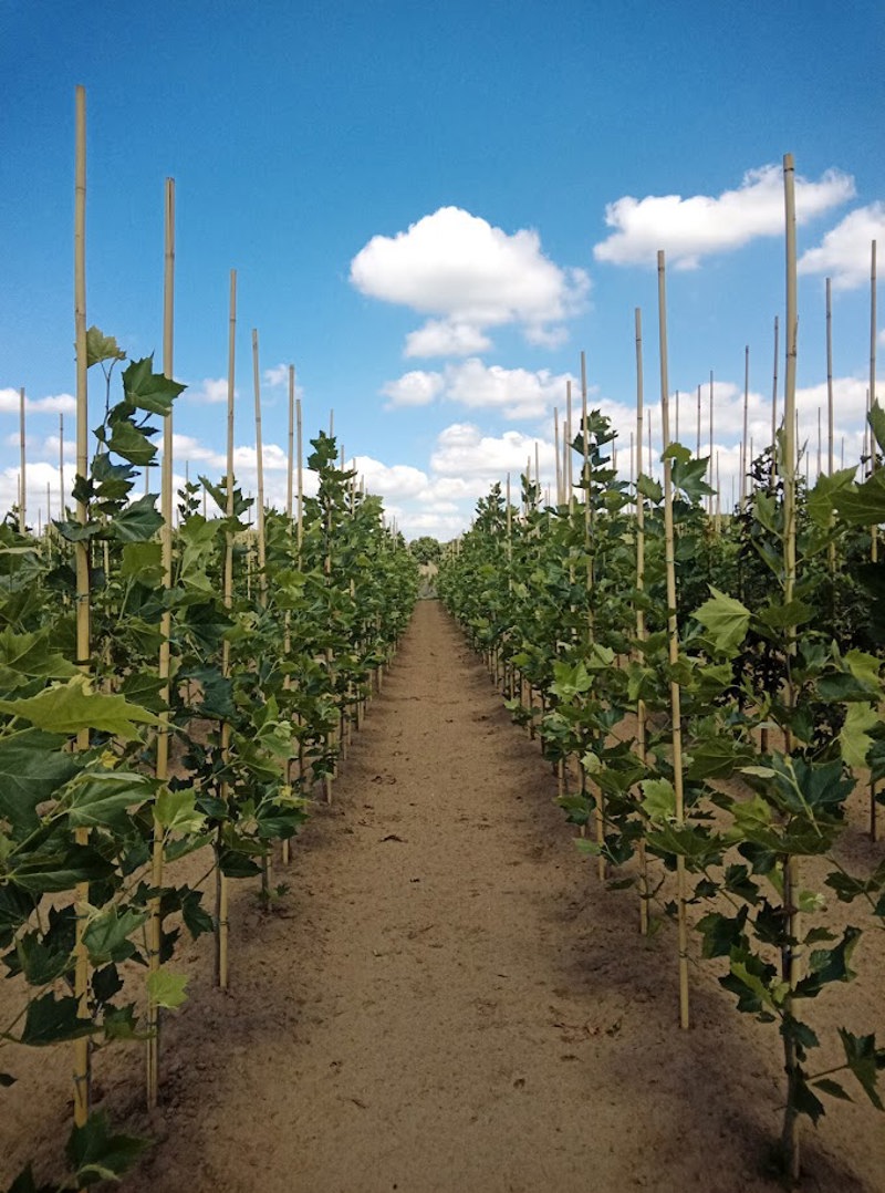 Jonge platanen in opkweek
