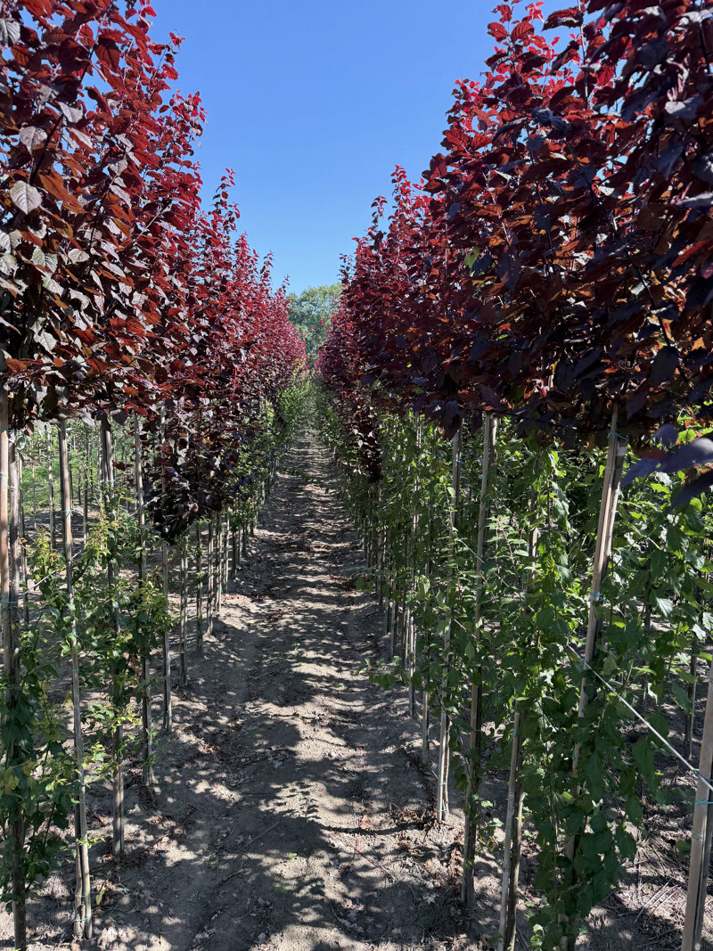 Roodbladige Prunus in opkweek