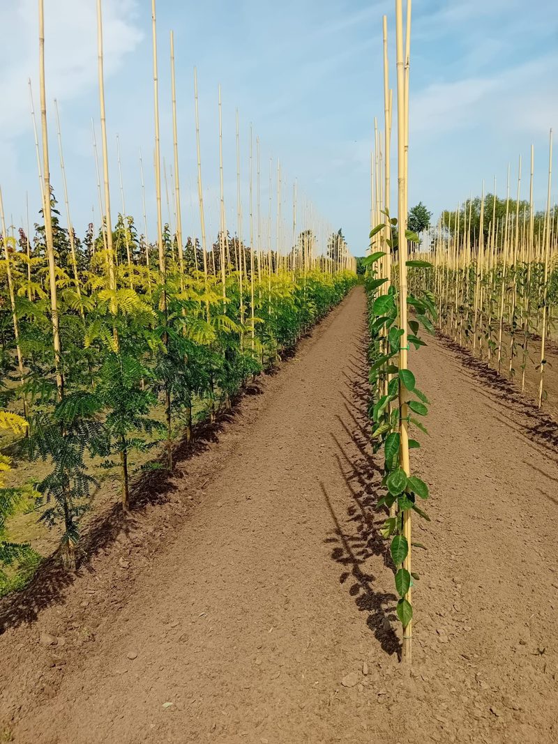 Gleditsia in de zomerzon.