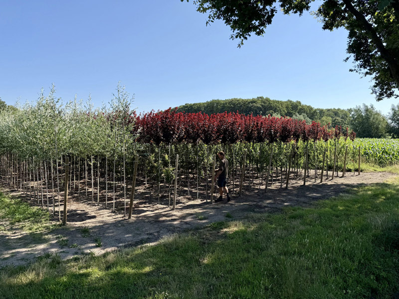 Prunus en laanbomen in vollegrondsteelt