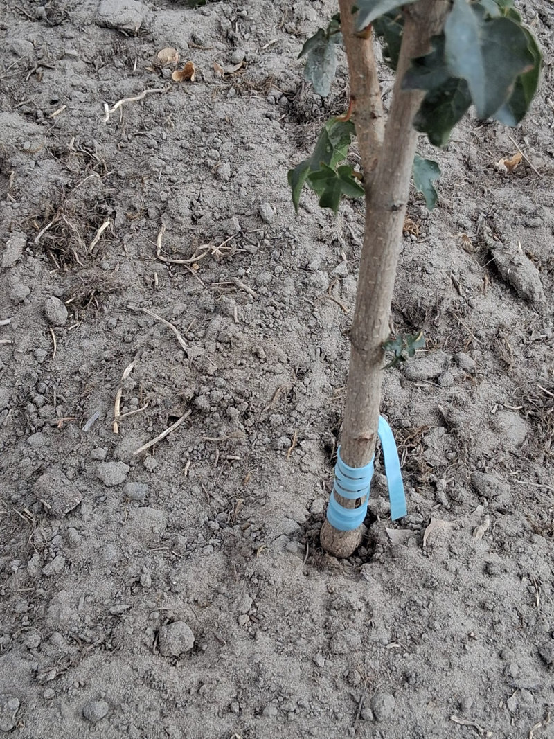 Veredeling van jonge bomen