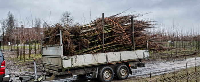 Bomen met blote wortel op de lading
