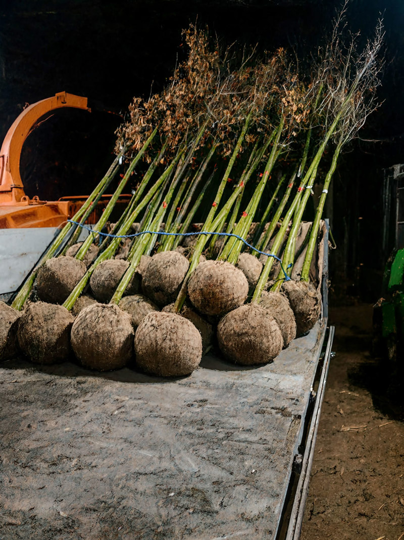 Kluiten in de loods, klaar voor transport.