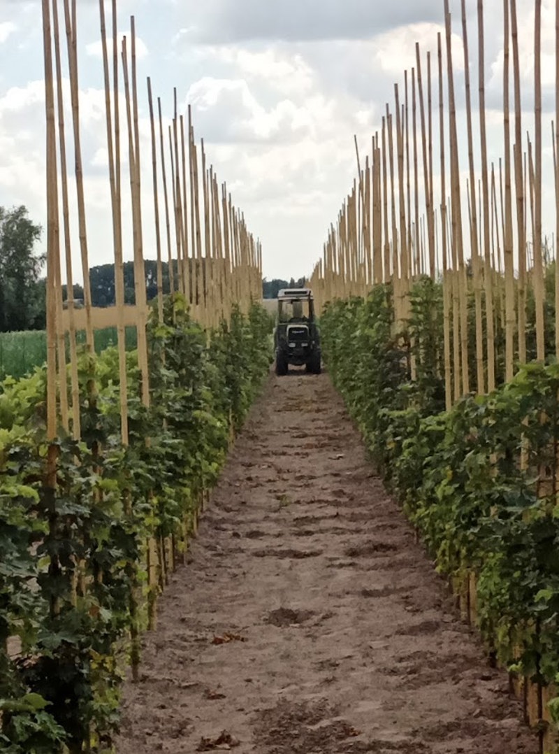 Jonge bomen in vollegrondsteelt