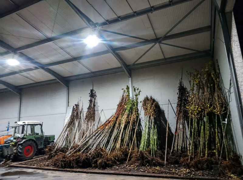 Spillen met blote wortel in de loods